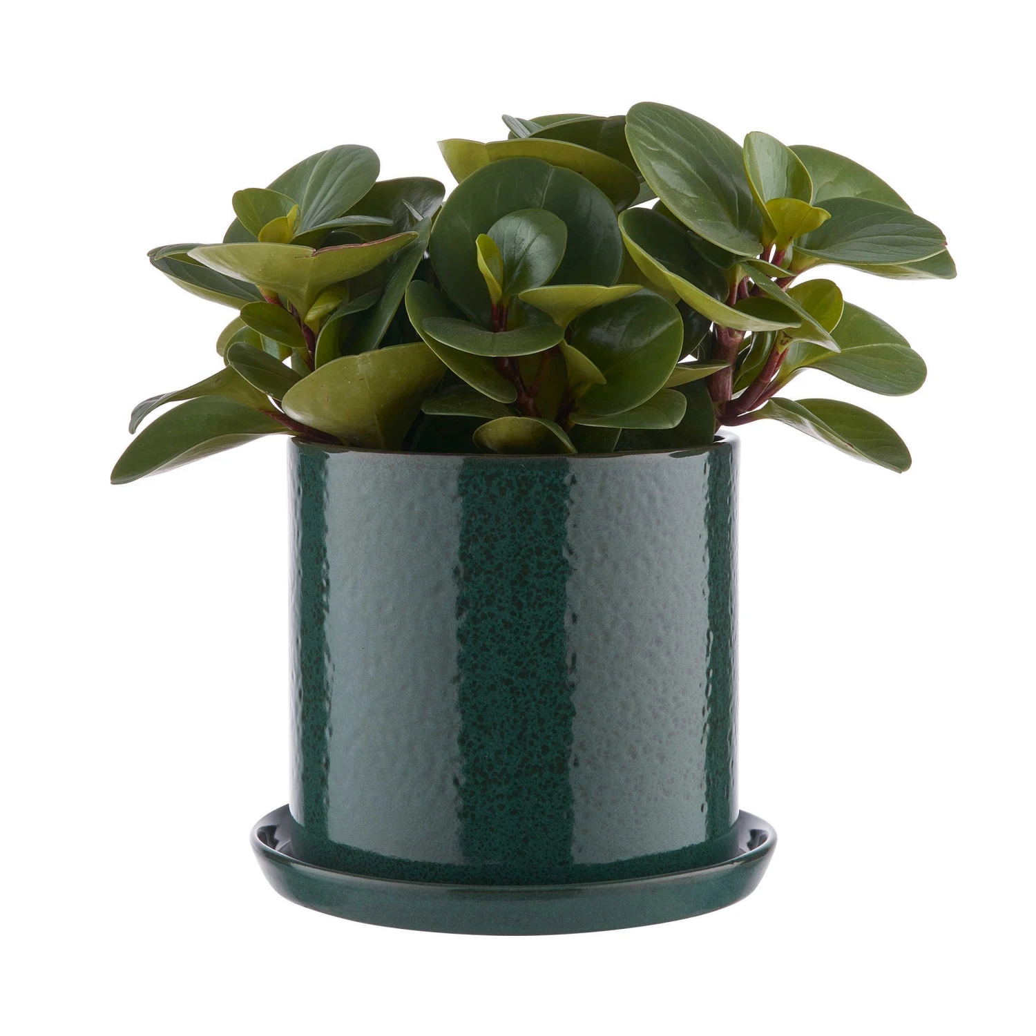 Blumentopf Mit Teller Ø20cm PLANT PLACE In Grün 4 Blumentopf Mit Teller Ø20cm PLANT PLACE In Grün – Bild 2