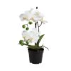 Orchidee Im Topf Höhe 35cm FLORISTA In Weiß 2 Orchidee Im Topf Höhe 35cm FLORISTA In Weiß -Home Decoration&Supplies butlers orchidee im topf hohe 35cm florista in weiss