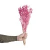 Trockenblumen Linium Länge 50cm FLOWER MARKET In Pink -Home Decoration&Supplies butlers trockenblumen linium lange 50cm flower market in pink