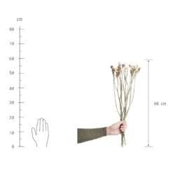 Trockenblumen Statice Länge 60cm FLOWER MARKET In Weiß -Home Decoration&Supplies butlers trockenblumen statice lange 60cm flower market in weiss 2